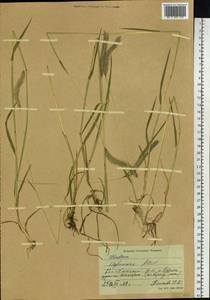 Hordeum brevisubulatum (Trin.) Link, Siberia, Altai & Sayany Mountains (S2) (Russia)