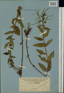 Epilobium roseum subsp. subsessile (Boiss.) P. H. Raven, Eastern Europe, Moscow region (E4a) (Russia)