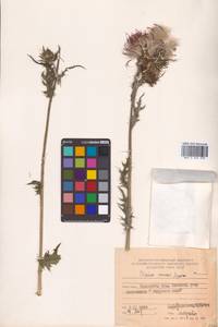 Cirsium maackii Maxim., Siberia, Russian Far East (S6) (Russia)
