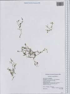 Arenaria serpyllifolia, Western Europe (EUR) (Germany)