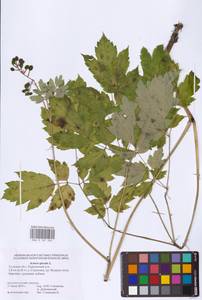 Actaea spicata L., Eastern Europe (no precise locality) (E0)