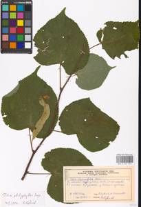 Tilia platyphyllos Scop., Eastern Europe, Moscow region (E4a) (Russia)