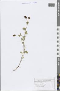 Trifolium aureum Pollich, Eastern Europe, Middle Volga region (E8) (Russia)