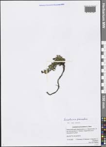 Kalmia procumbens (L.) Gift, Kron & P. F. Stevens, Siberia, Chukotka & Kamchatka (S7) (Russia)