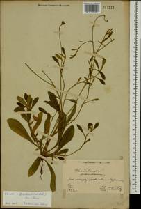 Pilosella flagellaris (Willd.) Arv.-Touv., Eastern Europe, North Ukrainian region (E11) (Ukraine)