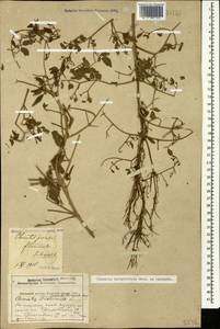 Clematis lathyrifolia Besser ex Rchb., Caucasus, Krasnodar Krai & Adygea (K1a) (Russia)