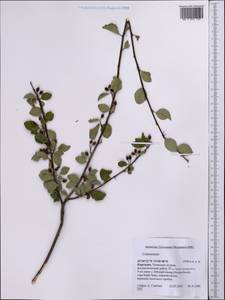 Cotoneaster, Middle Asia, Northern & Central Tian Shan (M4) (Kyrgyzstan)