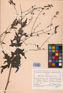 Aconitum lycoctonum subsp. moldavicum (Hacq.) Jalas, Eastern Europe (no precise locality) (E0)