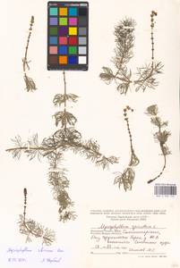Myriophyllum sibiricum Komarov, Eastern Europe, Moscow region (E4a) (Russia)