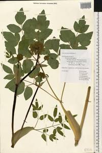 Laserpitium latifolium L., Eastern Europe, Central region (E4) (Russia)