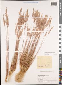 Corynephorus canescens (L.) P.Beauv., Eastern Europe, North-Western region (E2) (Russia)