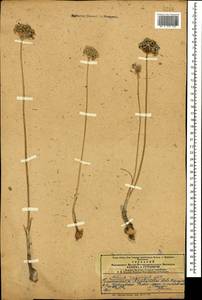 Allium rubellum M.Bieb., Caucasus, Azerbaijan (K6) (Azerbaijan)