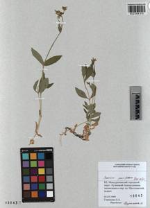 KUZ 004 512, Cerastium pauciflorum Stev. ex Ser., Siberia, Altai & Sayany Mountains (S2) (Russia)