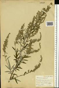 Artemisia vulgaris L., Eastern Europe, Belarus (E3a) (Belarus)