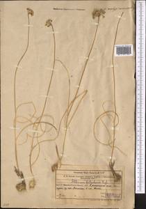 Allium filidens Regel, Middle Asia, Western Tian Shan & Karatau (M3) (Uzbekistan)