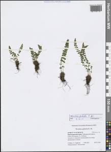 Woodsia glabella R. Br., Siberia, Central Siberia (S3) (Russia)
