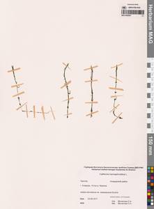 Callitriche hermaphroditica L., Siberia, Chukotka & Kamchatka (S7) (Russia)