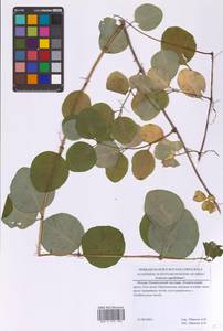 Lonicera caprifolium L., Eastern Europe, Moscow region (E4a) (Russia)