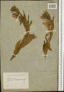 Oenothera biennis L., Eastern Europe, Moscow region (E4a) (Russia)