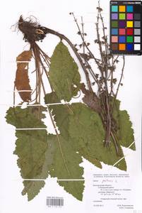 MHA 0 156 310, Salvia pratensis L., Eastern Europe, Central forest-and-steppe region (E6) (Russia)