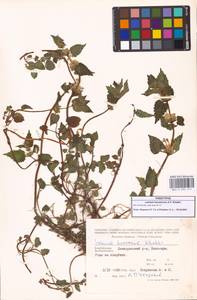 Lamium album subsp. album, Caucasus, Azerbaijan (K6) (Azerbaijan)