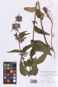 Urtica dioica L., Eastern Europe, Moscow region (E4a) (Russia)