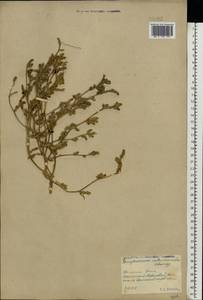 Corispermum intermedium Schweigg., Eastern Europe, Rostov Oblast (E12a) (Russia)
