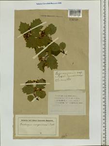 Crataegus sanguinea Pall., Siberia, Altai & Sayany Mountains (S2) (Russia)