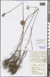 Allium lineare L., Middle Asia, Caspian Ustyurt & Northern Aralia (M8) (Kazakhstan)