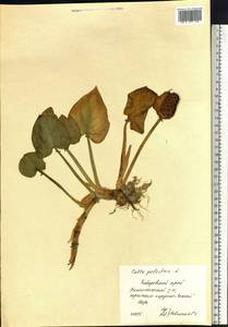 Calla palustris L., Siberia, Russian Far East (S6) (Russia)