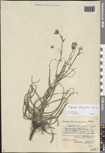 Tragopogon dasyrhynchus Artemczuk, Eastern Europe, Lower Volga region (E9) (Russia)