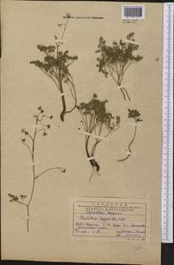 Thalictrum isopyroides C. A. Mey., Middle Asia, Western Tian Shan & Karatau (M3) (Kazakhstan)