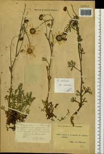 Chrysanthemum mongolicum Y. Ling, Siberia, Yakutia (S5) (Russia)