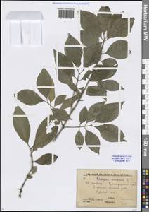 Euonymus europaeus L., Caucasus, Krasnodar Krai & Adygea (K1a) (Russia)