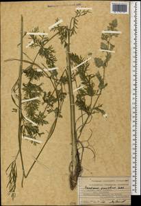 Dichoropetalum seseloides (C. A. Mey.) Pimenov & Kljuykov, Caucasus, Georgia (K4) (Georgia)