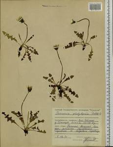 Taraxacum platylepium Dahlst., Siberia, Central Siberia (S3) (Russia)
