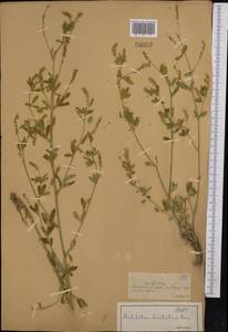Melilotus dentatus (Waldst. & Kit.) Desf., Middle Asia, Muyunkumy, Balkhash & Betpak-Dala (M9) (Kazakhstan)