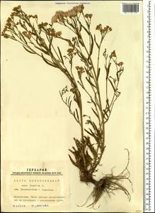 Tripolium pannonicum (Jacq.) Dobrocz., Siberia, Western Siberia (S1) (Russia)