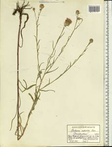 Centaurea jacea subsp. substituta (Czerep.) Mikheev, Eastern Europe, Central forest-and-steppe region (E6) (Russia)