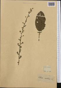 Verbascum creticum (L.) Cav., Western Europe (EUR) (Not classified)