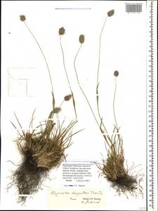 Alopecurus dasyanthus Trautv., Caucasus, Stavropol Krai, Karachay-Cherkessia & Kabardino-Balkaria (K1b) (Russia)