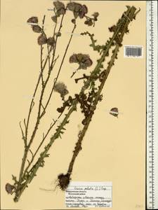 Cirsium palustre (L.) Scop., Eastern Europe, Central forest region (E5) (Russia)