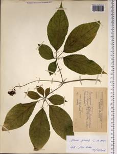 Panax ginseng C. A. Mey., Siberia, Russian Far East (S6) (Russia)