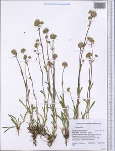 Gypsophila, Middle Asia, Pamir & Pamiro-Alai (M2) (Kyrgyzstan)