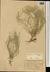 Stipagrostis plumosa (L.) Munro ex T.Anderson, South Asia, South Asia (Asia outside ex-Soviet states and Mongolia) (ASIA) (Afghanistan)