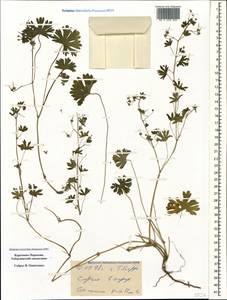 Geranium pusillum L., Caucasus, Stavropol Krai, Karachay-Cherkessia & Kabardino-Balkaria (K1b) (Russia)