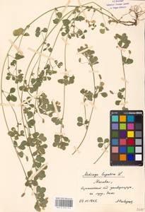 Medicago lupulina L., Eastern Europe, Moscow region (E4a) (Russia)