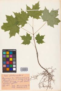 Acer platanoides L., Eastern Europe, Central region (E4) (Russia)