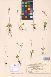 Primula nutans Georgi, Siberia, Russian Far East (S6) (Russia)