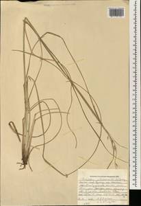 Pennisetum alopecuroides (L.) Spreng., South Asia, South Asia (Asia outside ex-Soviet states and Mongolia) (ASIA) (China)